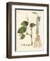 Spices-null-Framed Giclee Print