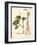 Spices-null-Framed Giclee Print