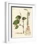 Spices-null-Framed Giclee Print