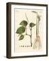 Spices-null-Framed Giclee Print
