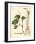 Spices-null-Framed Giclee Print