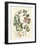 Spices-null-Framed Giclee Print