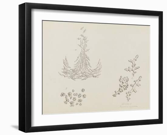 Spicula of Alcyonium Digitatum: Dead Mans Fingers-Philip Henry Gosse-Framed Giclee Print