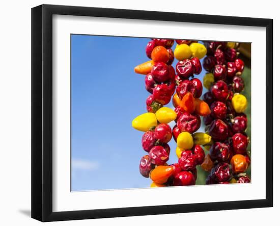 Spicy Red Chili in the Town of Kalocsa, Hungary-Martin Zwick-Framed Premium Photographic Print