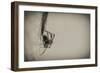 Spider 1-Pixie Pics-Framed Photographic Print