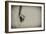 Spider 1-Pixie Pics-Framed Photographic Print