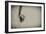 Spider 1-Pixie Pics-Framed Photographic Print