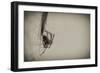 Spider 1-Pixie Pics-Framed Photographic Print