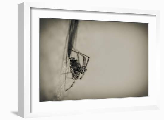 Spider 1-Pixie Pics-Framed Photographic Print