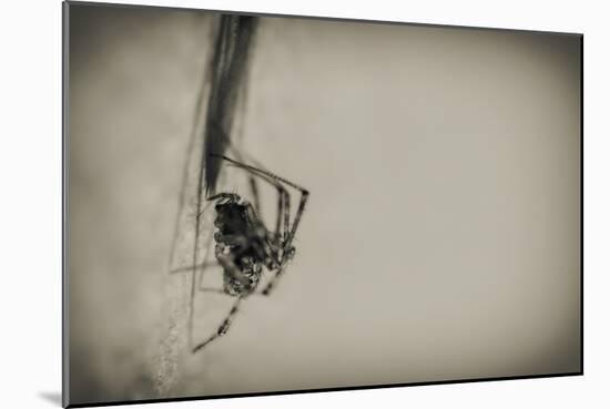 Spider 1-Pixie Pics-Mounted Photographic Print