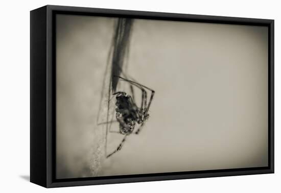 Spider 1-Pixie Pics-Framed Stretched Canvas