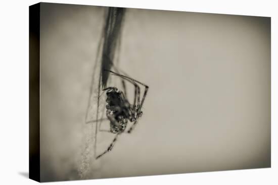 Spider 1-Pixie Pics-Stretched Canvas