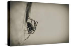 Spider 1-Pixie Pics-Stretched Canvas