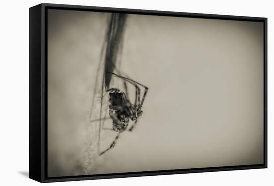 Spider 1-Pixie Pics-Framed Stretched Canvas