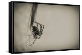 Spider 1-Pixie Pics-Framed Stretched Canvas