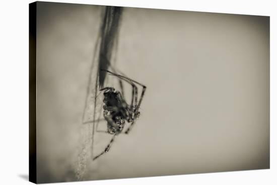 Spider 1-Pixie Pics-Stretched Canvas