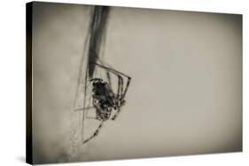 Spider 1-Pixie Pics-Stretched Canvas