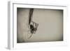 Spider 1-Pixie Pics-Framed Premium Photographic Print