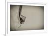 Spider 1-Pixie Pics-Framed Photographic Print