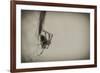 Spider 1-Pixie Pics-Framed Photographic Print