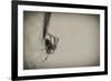 Spider 1-Pixie Pics-Framed Photographic Print