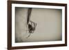 Spider 1-Pixie Pics-Framed Photographic Print