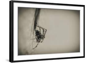 Spider 1-Pixie Pics-Framed Photographic Print