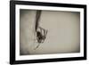 Spider 1-Pixie Pics-Framed Photographic Print