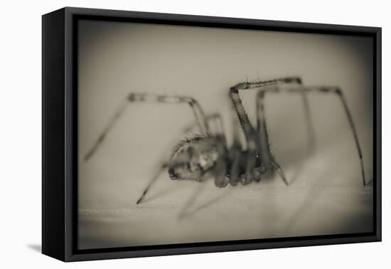 Spider 2-Pixie Pics-Framed Stretched Canvas