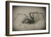 Spider 2-Pixie Pics-Framed Photographic Print