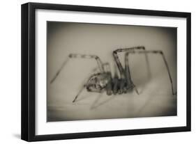 Spider 2-Pixie Pics-Framed Photographic Print