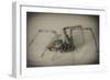 Spider 2-Pixie Pics-Framed Premium Photographic Print