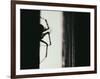 Spider 3-Pixie Pics-Framed Photographic Print