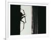 Spider 3-Pixie Pics-Framed Photographic Print