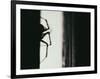 Spider 3-Pixie Pics-Framed Photographic Print