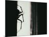 Spider 3-Pixie Pics-Mounted Photographic Print