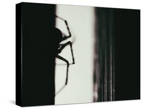 Spider 3-Pixie Pics-Stretched Canvas