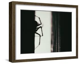 Spider 3-Pixie Pics-Framed Photographic Print