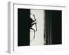 Spider 3-Pixie Pics-Framed Photographic Print