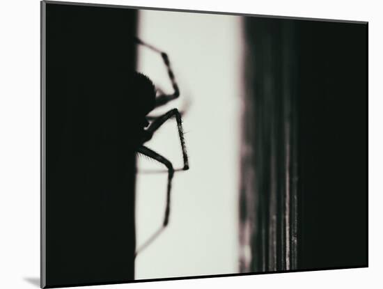 Spider 3-Pixie Pics-Mounted Photographic Print