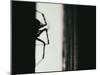 Spider 3-Pixie Pics-Mounted Photographic Print