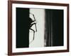 Spider 3-Pixie Pics-Framed Photographic Print