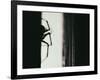 Spider 3-Pixie Pics-Framed Photographic Print