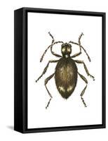 Spider Beetle Insect, Family Ptinidae, Suborder Polyphaga-Encyclopaedia Britannica-Framed Stretched Canvas