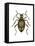 Spider Beetle Insect, Family Ptinidae, Suborder Polyphaga-Encyclopaedia Britannica-Framed Stretched Canvas