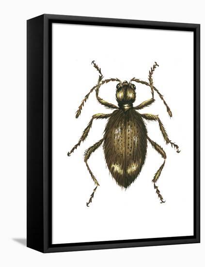 Spider Beetle Insect, Family Ptinidae, Suborder Polyphaga-Encyclopaedia Britannica-Framed Stretched Canvas