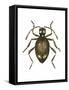 Spider Beetle Insect, Family Ptinidae, Suborder Polyphaga-Encyclopaedia Britannica-Framed Stretched Canvas