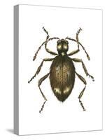 Spider Beetle Insect, Family Ptinidae, Suborder Polyphaga-Encyclopaedia Britannica-Stretched Canvas