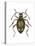 Spider Beetle Insect, Family Ptinidae, Suborder Polyphaga-Encyclopaedia Britannica-Stretched Canvas