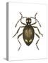 Spider Beetle Insect, Family Ptinidae, Suborder Polyphaga-Encyclopaedia Britannica-Stretched Canvas